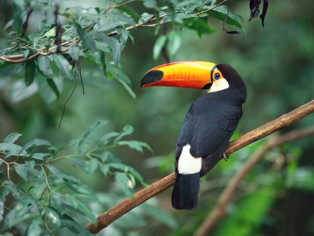 File:Toco Toucan.jpg