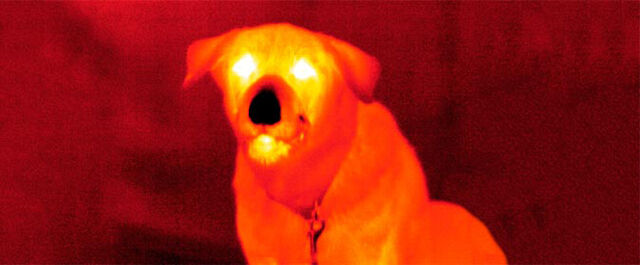 File:Creepy dog.jpg