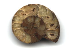 File:Ammonit m.png