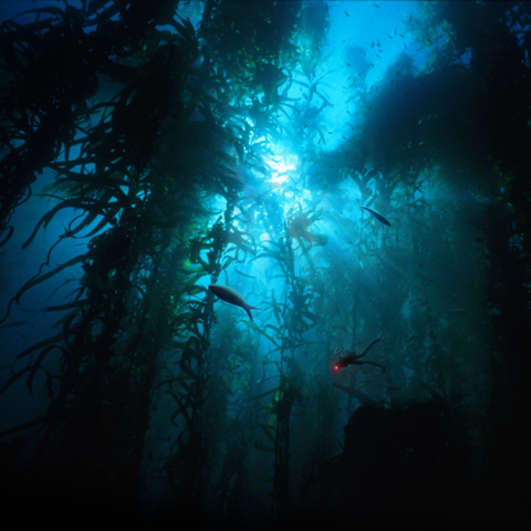 File:Kelp Background.png