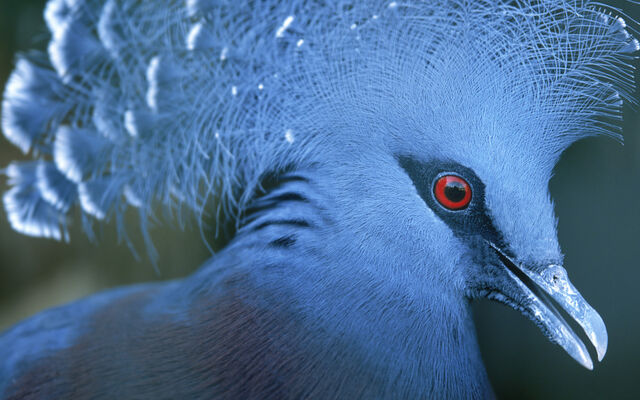 File:Beautifulbirds6.jpg