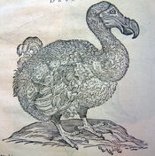 Dodo-8046