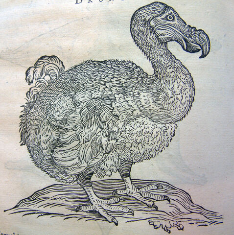 File:Dodo-8046.jpg