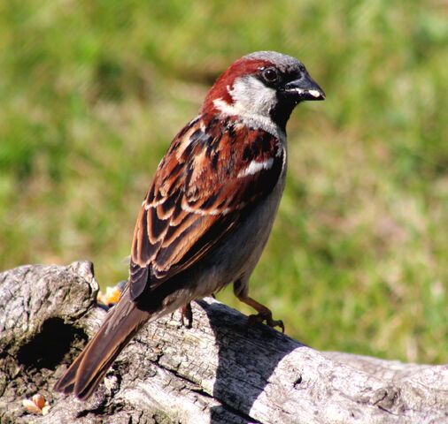 File:Male+House+Sparrow-7822.jpg
