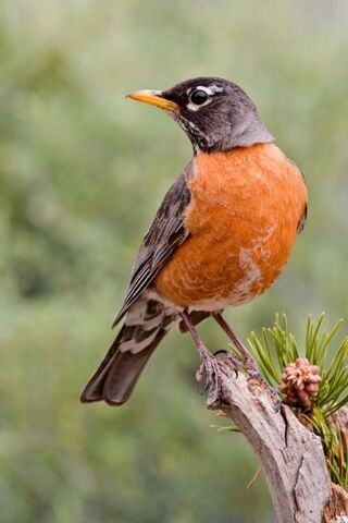 File:Am robin.jpg