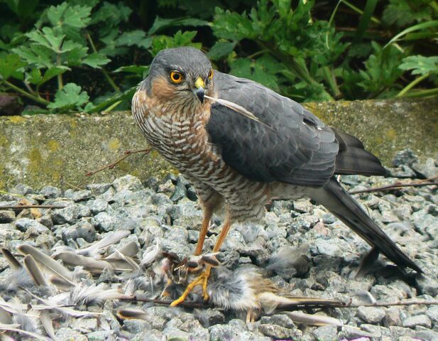 File:Sparrowhawk-5252.jpg