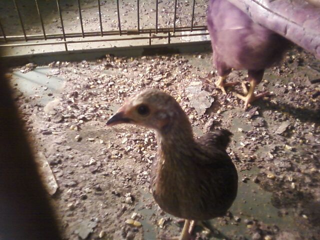 File:Chicken Truett.jpg