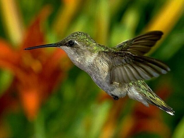 File:Hummingbird.jpg