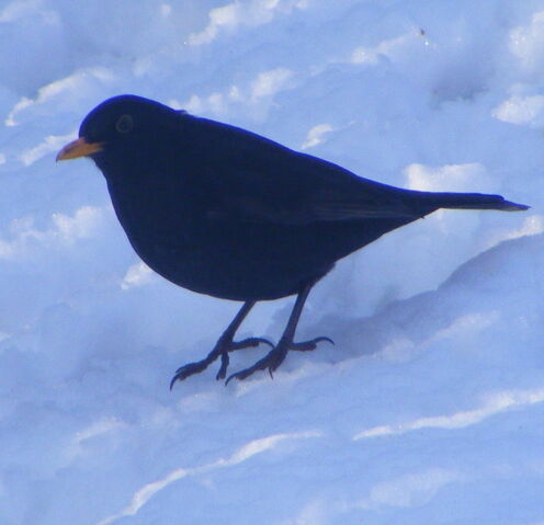 File:Blackbird.jpg