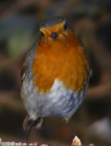 File:Robin.jpg