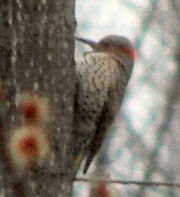Northern Flicker