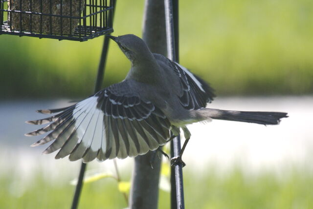 File:Spread+Mockingbird-6885.jpg