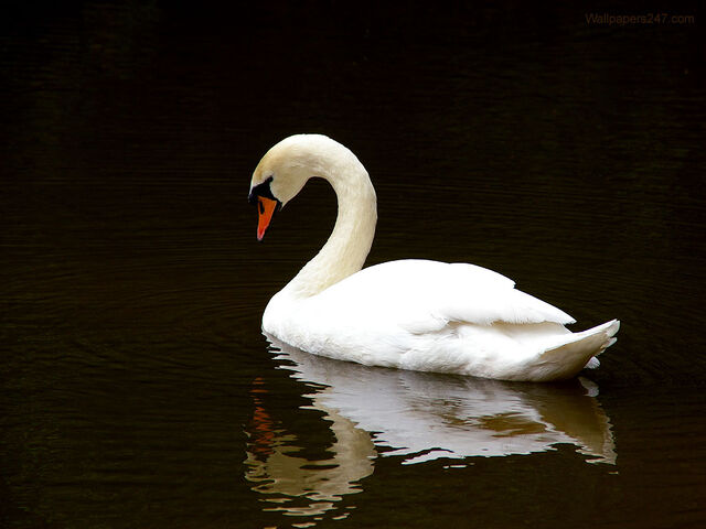 File:White Swan.jpeg