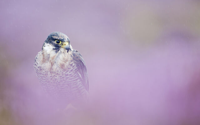 File:3 aidanfinn-peregrinefalcon.jpg