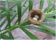 Nest