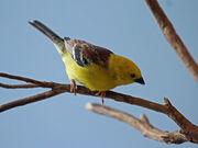 1024px-Sudan Golden Sparrow RWD3