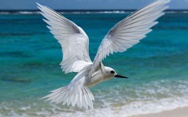 File:Flying White Tern.jpg