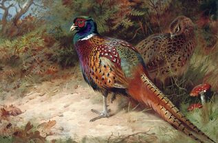 Pheasants