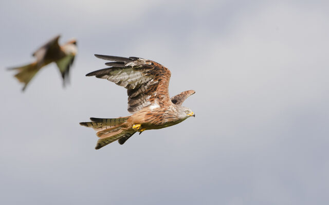File:5 aidanfinn-redkites.jpg