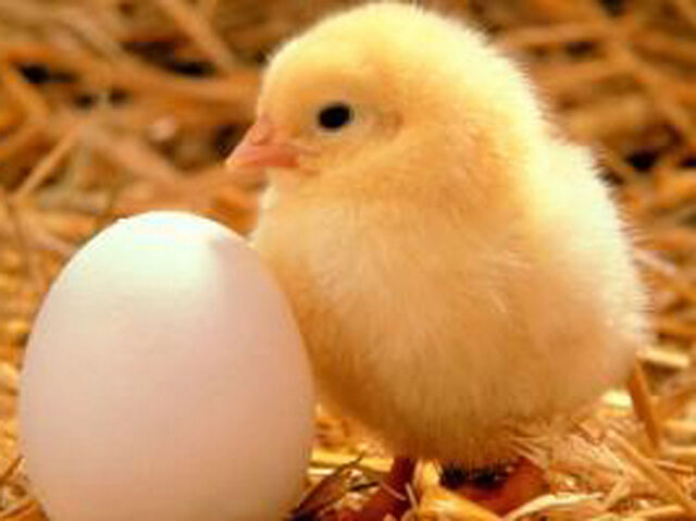File:Baby Chick.jpg
