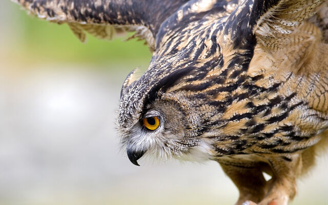 File:Birdsofprey7.jpg