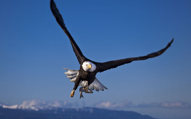 File:Birdsofprey1.jpg