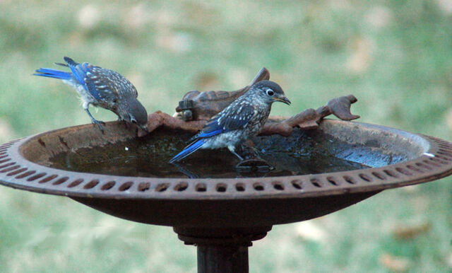 File:Bluebirds enjoy bath.jpg