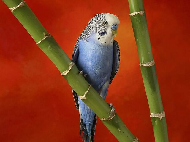 File:Parakeet on Bamboo.jpg