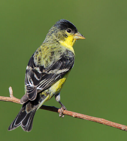 File:Lessergoldfinch.jpg