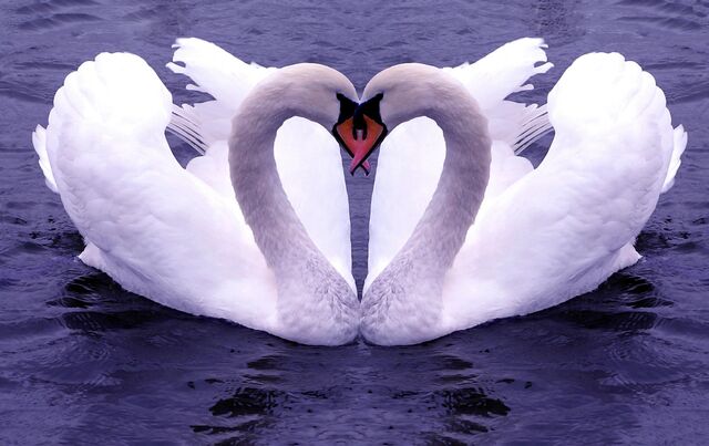 File:Swan Love.jpg
