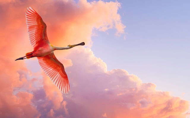 File:Beautifulbirds16.jpg