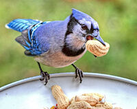 Blue jay peanut-234