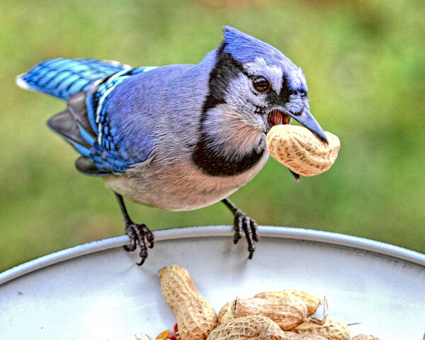 File:Blue jay peanut-234.jpg