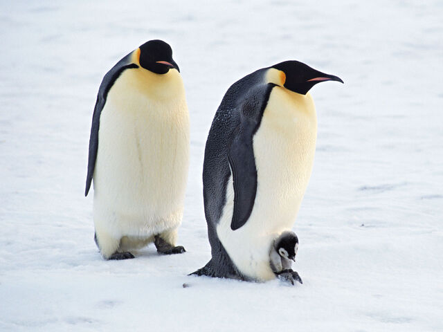 File:Arctic Penguin Pair.jpg