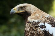 Imperial eagle