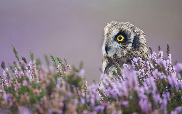 File:4 aidanfinn-shortearedowl.jpg