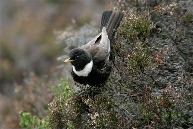 File:Ouzel.jpg