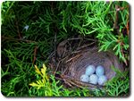 Pheasant nest-4513