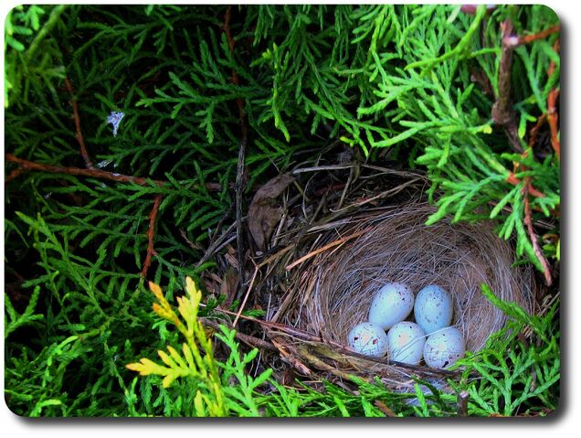 File:Pheasant nest-4513.jpg