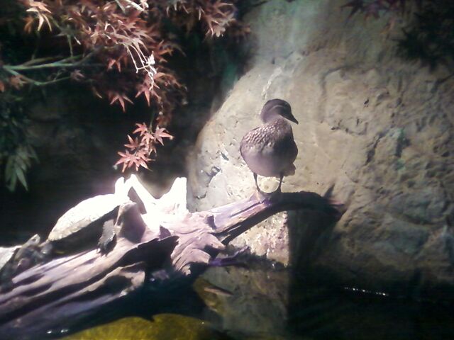 File:Mandarin Duck.jpg