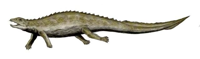 File:Placodus BW.jpg
