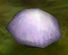 Purple-mushroom