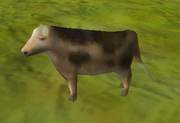 Cow
