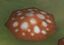 Red-mushroom