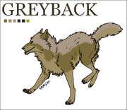 Greyback