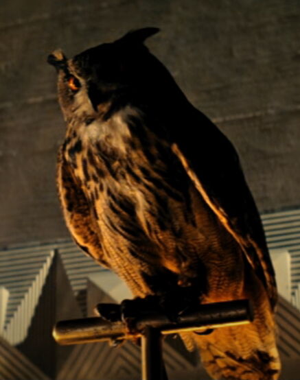 File:Owl.jpg