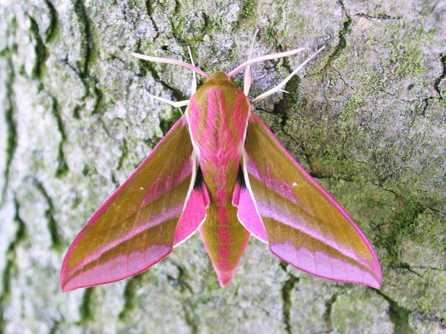 File:1991ElephantHawk-moth031 001.jpg