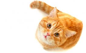 File:Master chief cat.jpg
