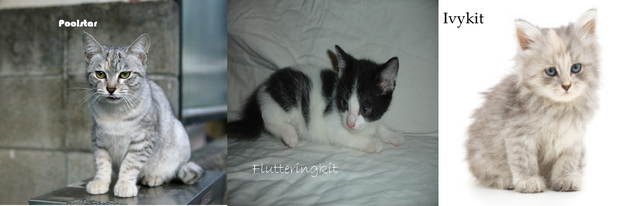 File:DF cats.png