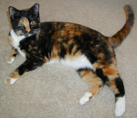 File:Tortiewhite.jpg